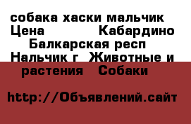собака хаски мальчик › Цена ­ 8 000 - Кабардино-Балкарская респ., Нальчик г. Животные и растения » Собаки   
